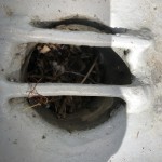 Nestje in de afvoer?
